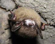  Mysterious East Coast Bat Deaths Now Spreading Westward




 
