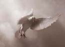   Life Saving Miracles - Angelic Interventions?
 





 
