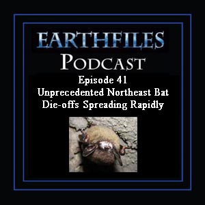 Episode 41 - Unprecedented Northeast Bat Die-offs Spreading Rapidly