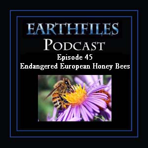 Episode 45 - Endangered European Honey Bees