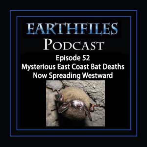Episode 52 Mysterious East Coast Bat Deaths Now Spreading Westward